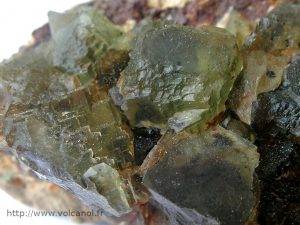 Fluorine verte de la Chaume dans le Morvan (France)
