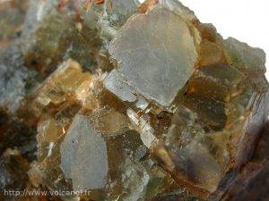 Fluorine verte de la Chaume dans le Morvan (France)