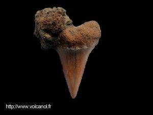 Dent de Requin