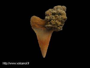Dent de Requin