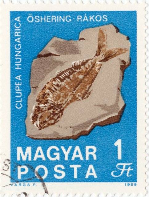 Clupea Hungarica - 1969