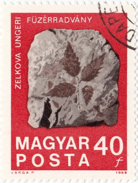 Fossile Zelkova Ungeri de Fuzerradvany - 1969