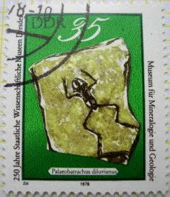 Fossile de Paleobatrachus diluvianus, 250 ans du Museum de minéralogie et de géologie de Dresde
