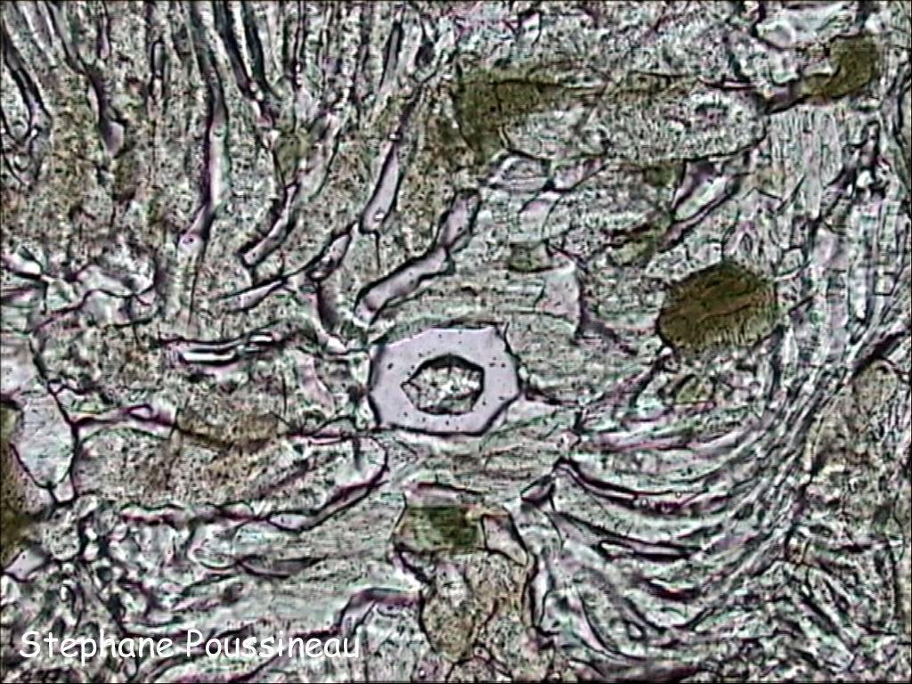 Clinopyroxène en symplectite avec du plagioclase (vu au microscope polarisant)