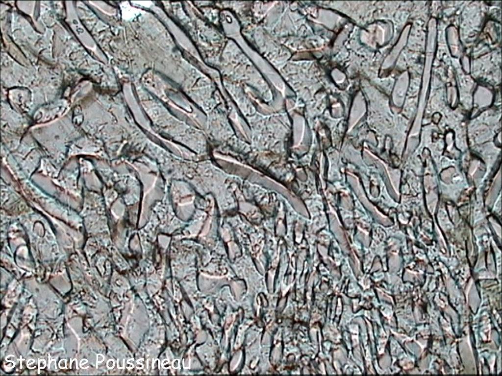 Clinopyroxène en symplectite avec du plagioclase (vu au microscope polarisant)