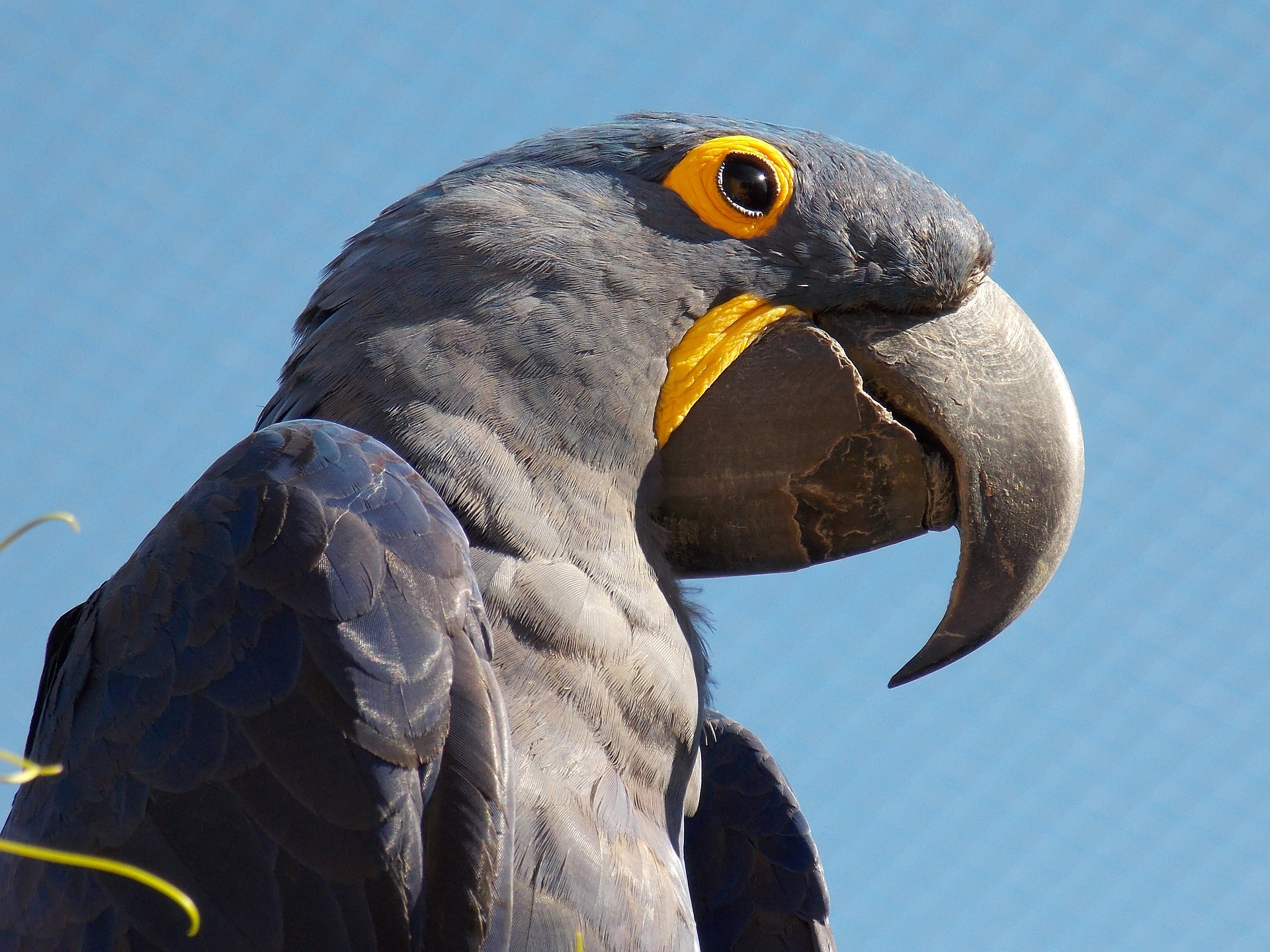 Ara Hyacinthe - Perroquet